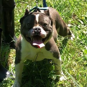 Meet your Posher, Jarvis